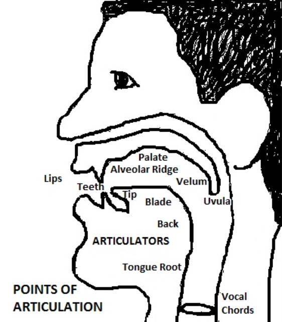 Points of articulation diagram